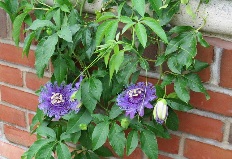 Les plantes grimpantes les plus belles pour jardin et balcon