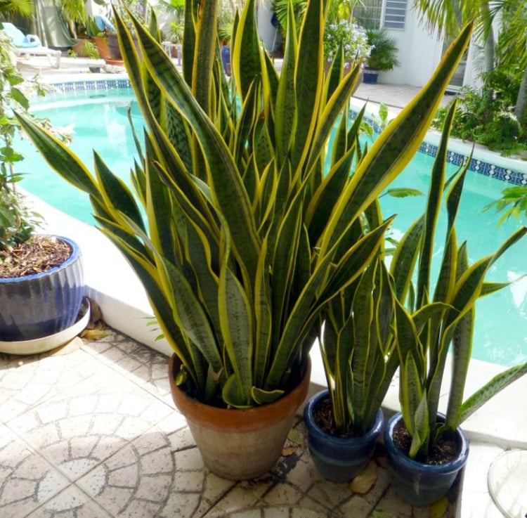 plantes-intérieur-plante-serpent-terrasse-piscine