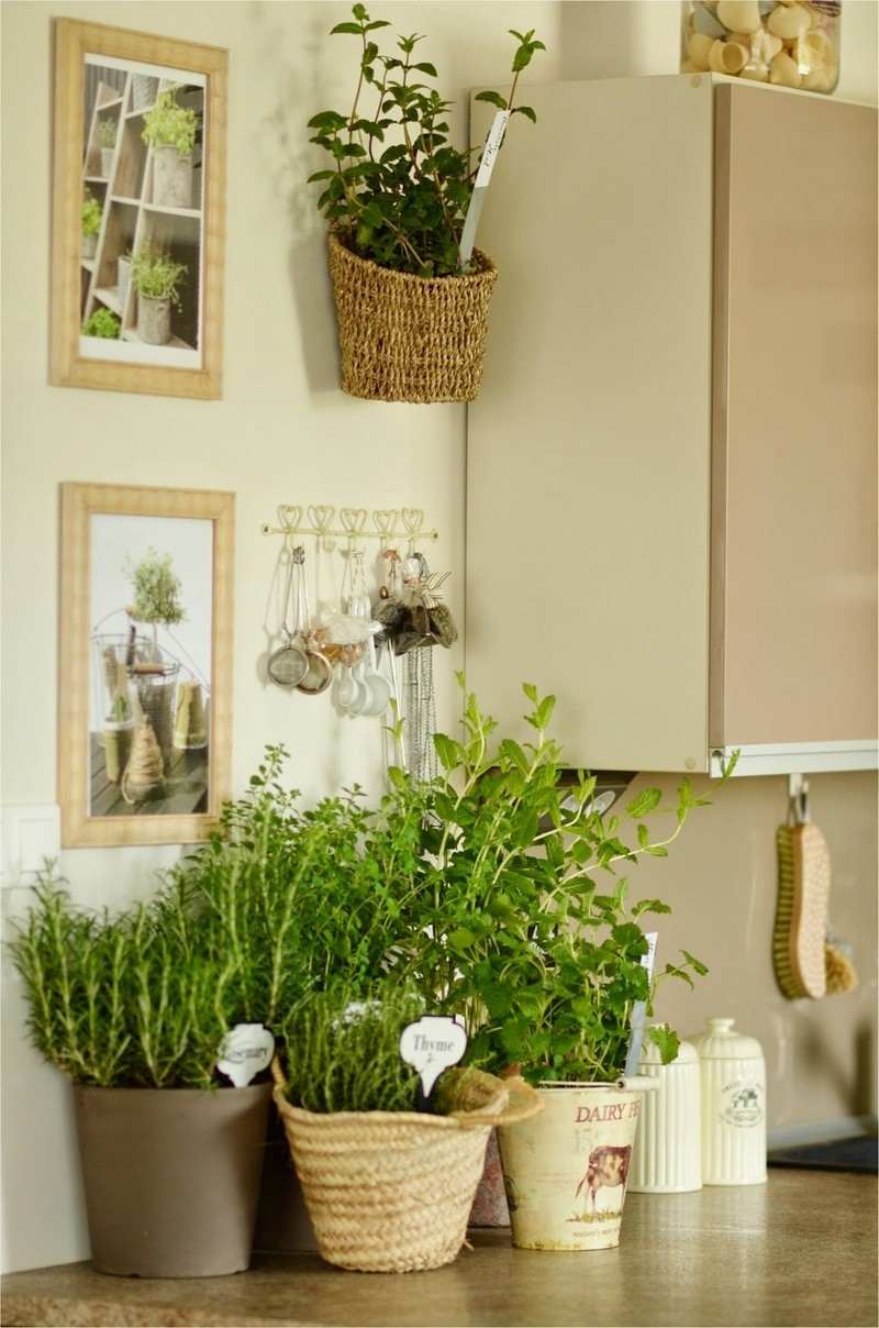 Herbes aromatiques en pot la déco maison idéale