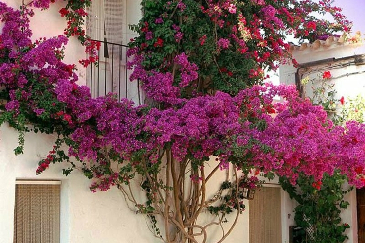 Arbuste méditerranéen qui respire lexotisme Bougainvillier