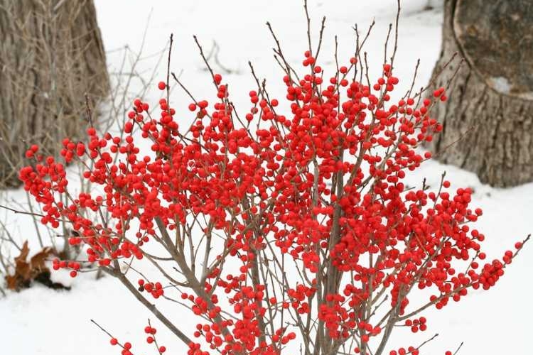 Arbuste Baies Rouges Pour Apporter Une Touche De Couleur Au Jardin