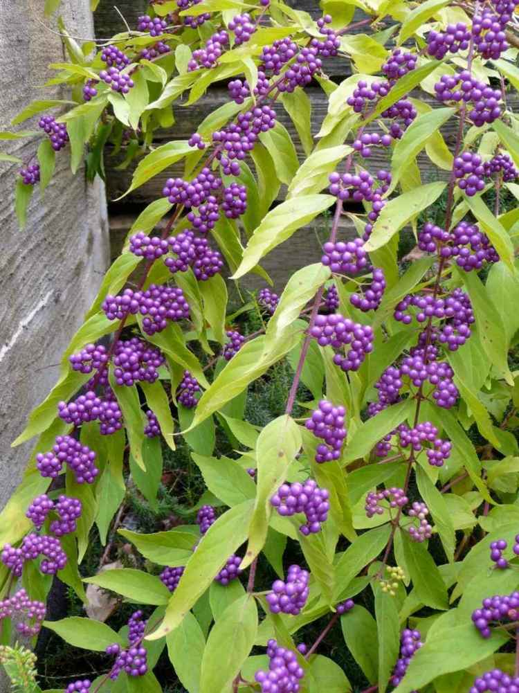 Arbuste Baies Rouges Pour Apporter Une Touche De Couleur Au Jardin