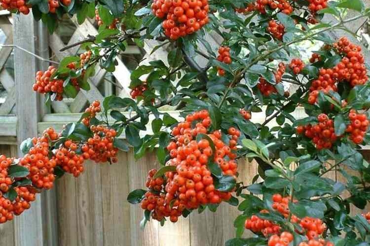 Arbuste Baies Rouges Pour Apporter Une Touche De Couleur Au Jardin