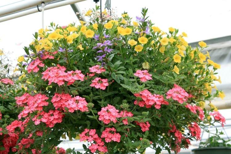 Fleurs En Pot Conseils Et Id Es Pour Enjoliver Le Jardin