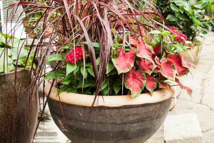 Fleurs En Pot Conseils Et Id Es Pour Enjoliver Le Jardin