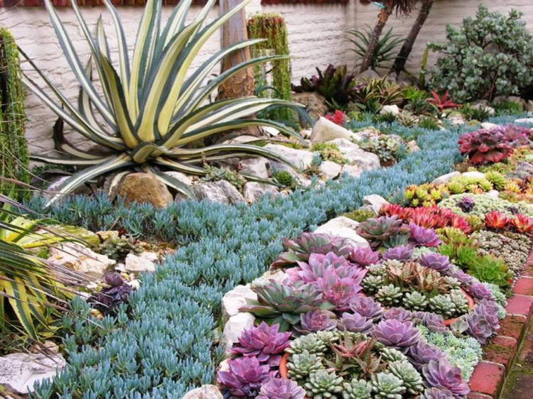 Déco jardin en plantes grasses 40 idées pour pimper lextérieur