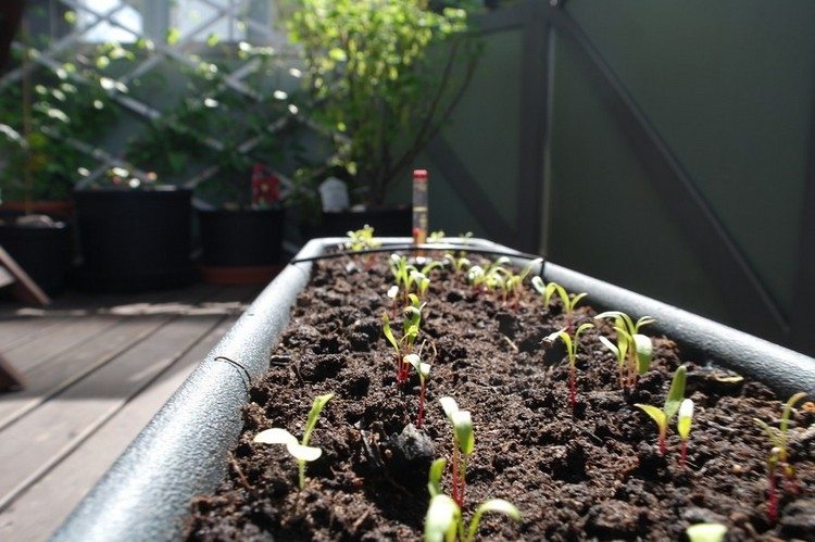 Potager De Balcon R Ussi Ou Comment Cultiver Des L Gumes En Pot