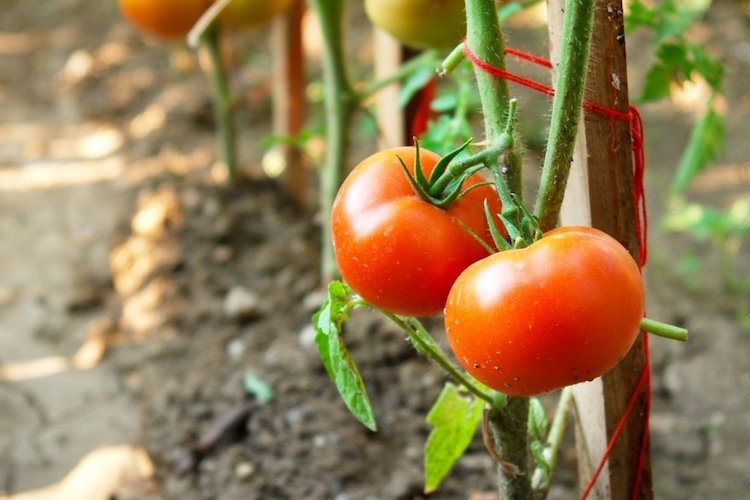 Tuteurs Tomates Treillis Faits Maison Types Conseils Et Astuces