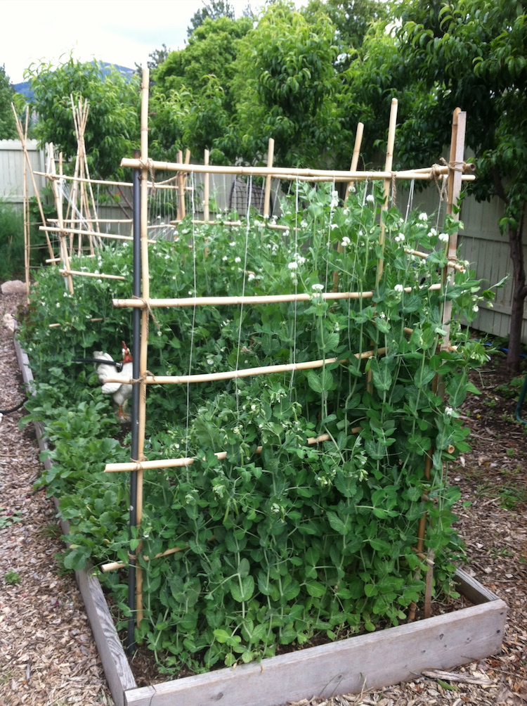 Tuteurs à tomates treillis faits maison types conseils et astuces