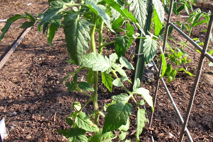 Tuteurs Tomates Treillis Faits Maison Types Conseils Et Astuces