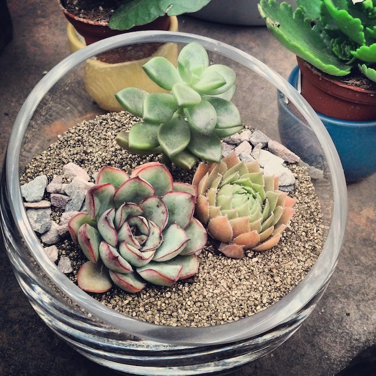 Cr Er Un Terrarium Plante Id Es Pour R Ussir Lart V G Tal En