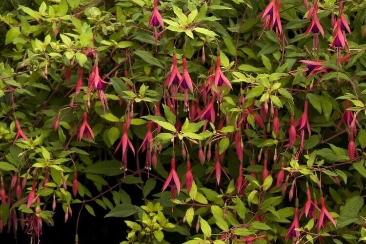 Fuchsia Vivace Les Vari T S Les Plus Rustiques Et Jolies Cultiver