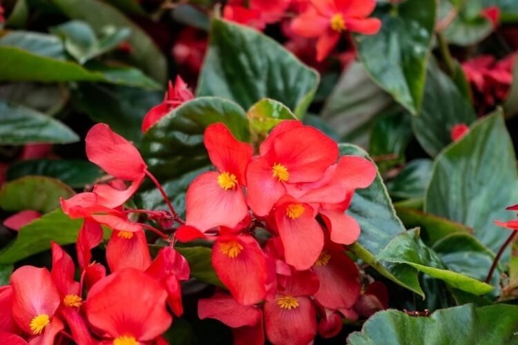 Plantes vivaces pour massif à part les pétunias et les soucis