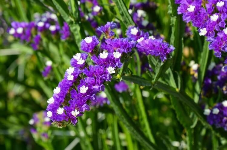 Plantes vivaces pour massif à part les pétunias et les soucis