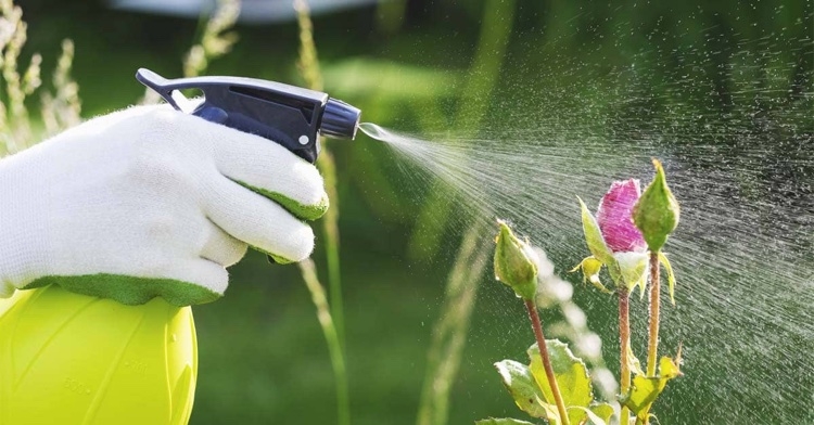 Comment Utiliser Le Savon Noir Au Jardin Comme Insecticide Naturel