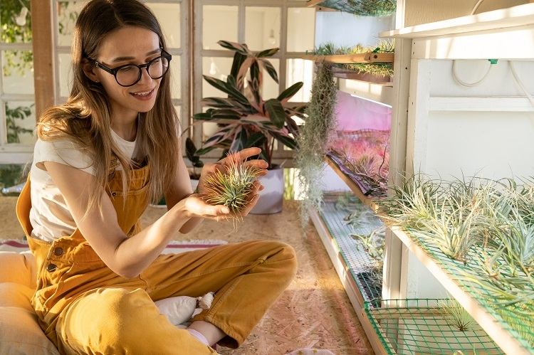 Plante Tillandsia Comment Entretenir La Fleur Qui Pousse Sans Terre