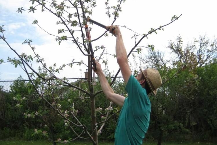 Comment Tailler Les Arbres Fruitiers Avec La Lune 2022 Guide Complet