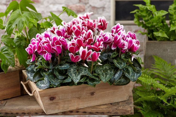 Pourquoi Les Feuilles De Mon Cyclamen Jaunissent Que Faire