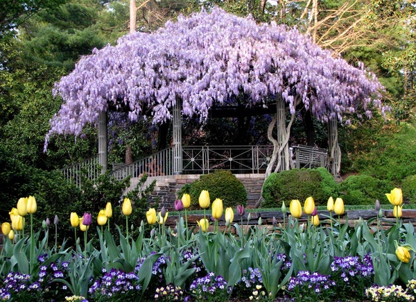 8clôture-de-jardin-pergola-tulipe