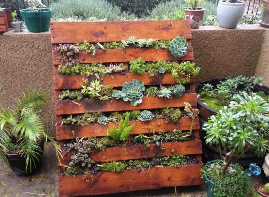 application-palettes-bois-dans-jardin-plantes-succulentes