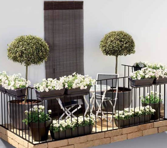 fleurs-blanches-pétunias-petits-arbres-balcon