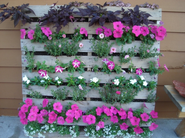idée créative jardin vertical meubles en palettes pétunias rose 