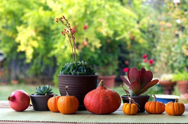 idées-de-déco-automnales-citrouilles-oranges-plantes-succulentes