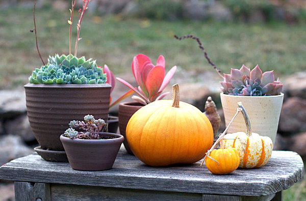 idées-de-déco-automnales-plantes-succulentes-citrouilles-oranges