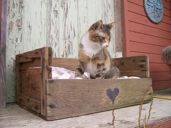 lit chat en palettes de bois