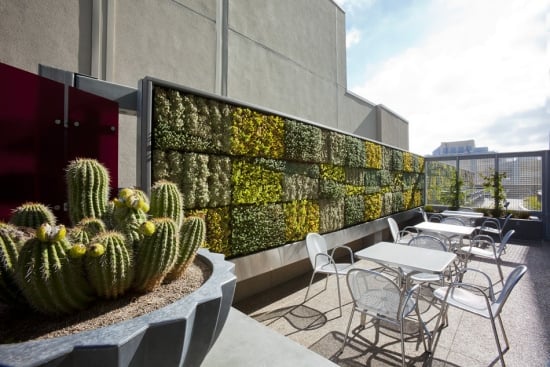 mur-végétal-plantes-exotiques-cactus-balcon mur végétal