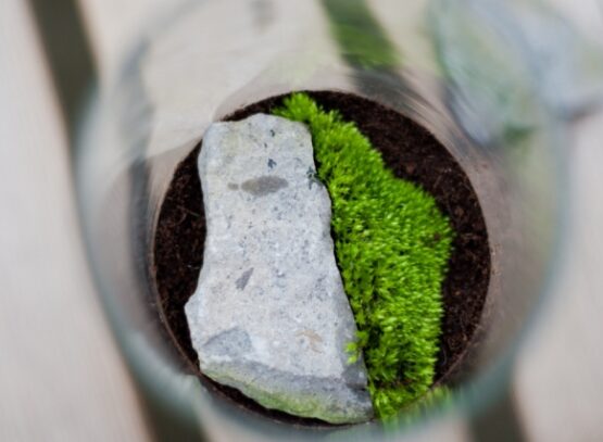pierre-mousse-decoration-terrarium