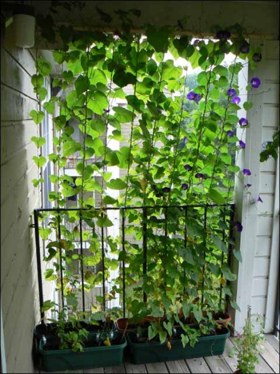 plantes-vertes-grimpantes-mur-végétal-décoratif
