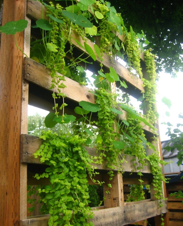 plantes vertes jardin vertical palette bois meubles en palettes