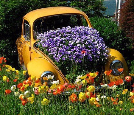 voiture jaune décoration fleurs vivantes violettes
