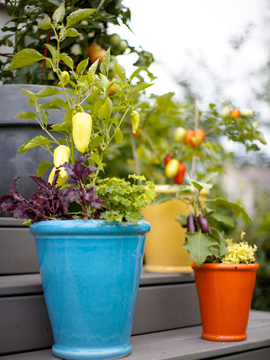 terrasse-mini-potager-légumes-pots-aubergine-poivrons