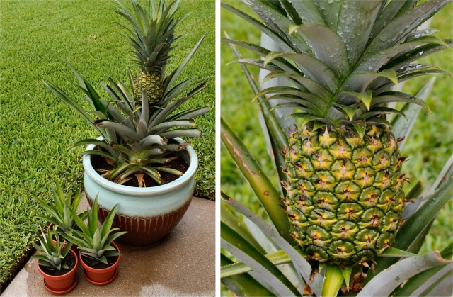 faire pousser un ananas ananas-en-evolution-mise-en-jour