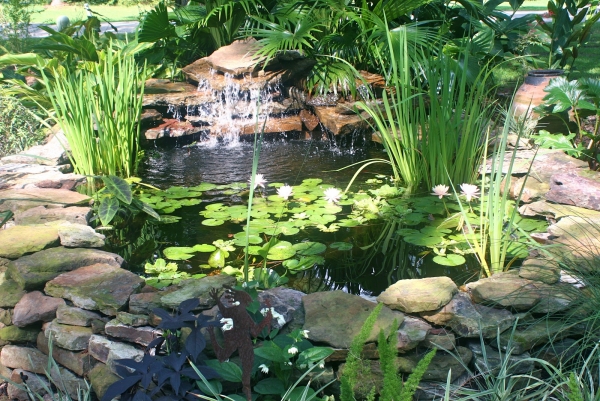 bassin de jardin nenuphar-plantes-vertes