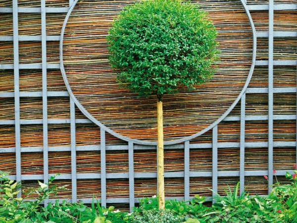 canisse jardin bambou feng shui arbre bonsa%C3%AF d%C3%A9co