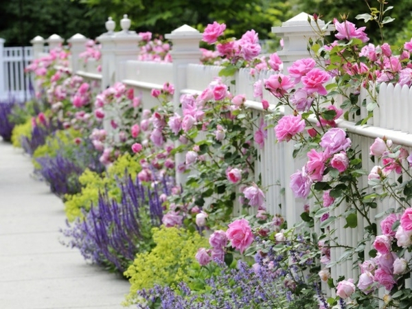 clôture-jardin-barrière-bois-peint-blanc-design-classique-roses-fleuries