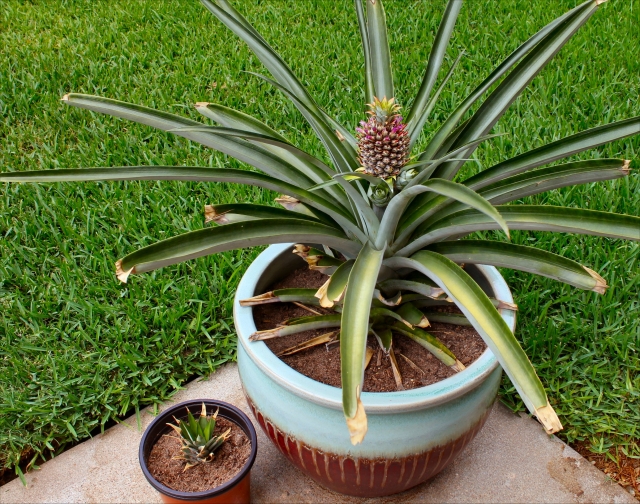 faire pousser un ananas dans-un-pot