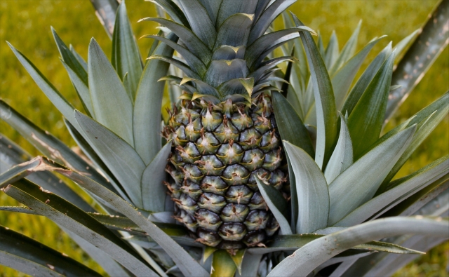 faire-pousser-un-ananas-le-fruit-d-ananas-est-grandit