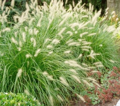 graminées ornementales aménagement jardin- herbe aux écouvillons