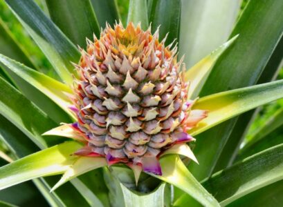 gros-plan-de-florisant-après-25-jours