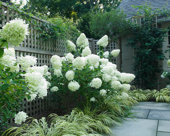 herbe-japonaise-hortensias-blanches-aménagement-jardin