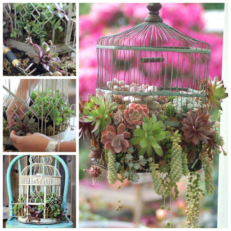 idées de décoration de jardin-cage-oiseaux-composition-succulentes