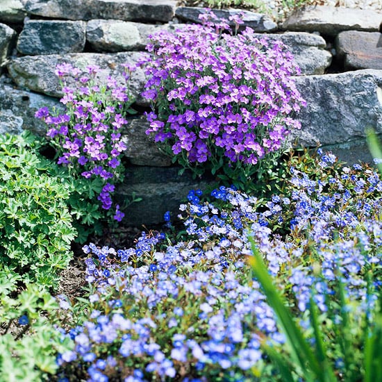 jardin-de-rocaille-herbes-violets