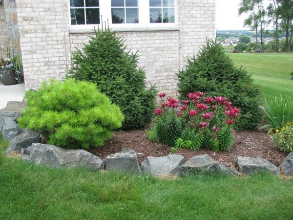 jardin-en-façade-plantes-persistantes-fleurs