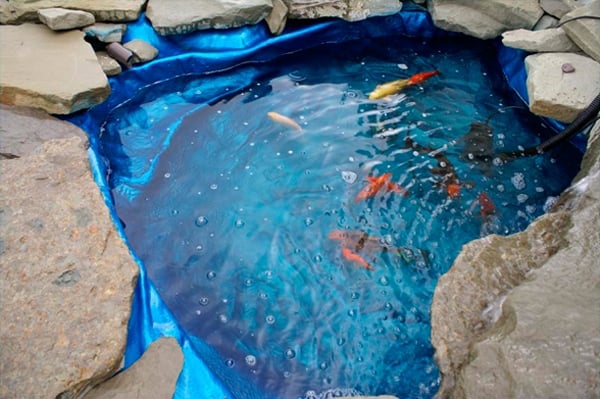 petit bassin de jardin poissons