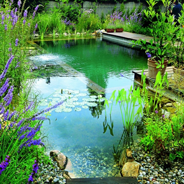 piscine-biologique-plantes-épuration-bassin piscine naturelle dans le jardin