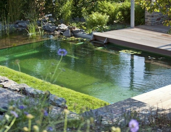 piscine-naturelle-bassin-natation piscine naturelle dans le jardin